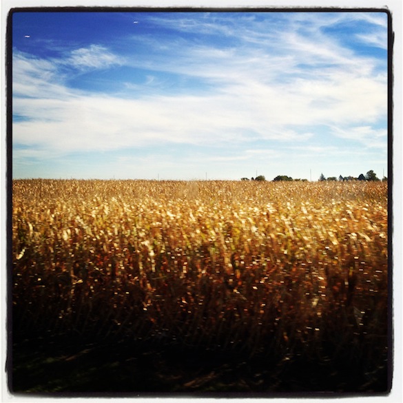 Iowa Cornfield